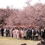 新宿御苑の桜を見る会