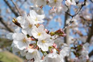 清明の頃の桜