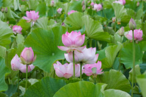 蓮の花が咲いている夏の風物詩